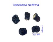 Turbinicarpus roseiflorus JL.jpg